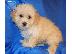 PoulaTo: Teacup Poodle κουτάβια